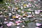紫金庵，落花