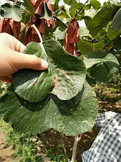 猕猴桃溃疡病防控技术方案