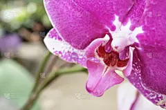 兰花,自然美,芳香的,夏天,马来西亚,光圈,仅一朵花,明亮,知识