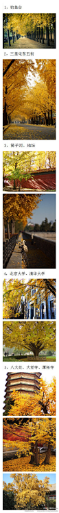 [【摄影】【秋天】本周进入深秋，再过几天来北京赏银杏吧。] 