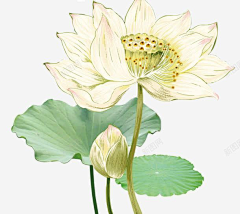 磨人的小小采集到莲花素材
