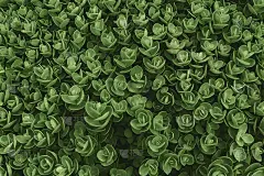 景天绿色室内植物俯视图。绿叶图案背景。自然背景和壁纸。室内植物生长。有选择性的重点