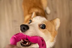 点击来源直接获取大图文件 |柯基犬咬玩具拉环