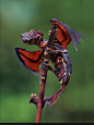 Satanic leaf tailed Gecko？