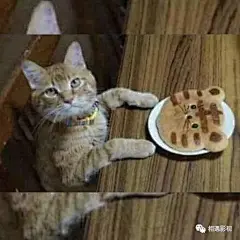 【图片】【调皮猫表情包】超可爱的，长期更新哈_表情包吧_百度贴吧 _E有点意思_T2019114 #率叶插件，让花瓣网更好用_http://ly.jiuxihuan.net/?yqr=12146793#