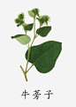 中药牛蒡子png免抠素材_新图网 https://ixintu.com 手绘 绿色 植物 中药材 药材