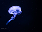 Moon Jellyfish by LuminaryTraveler on 500px