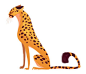 354: Cheetah: 