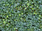 Textures   -   NATURE ELEMENTS   -   VEGETATION   -  Hedges - Ivy hedge texture seamless 13078