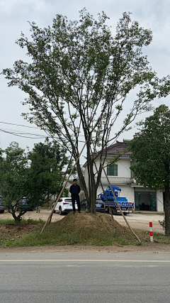 maryzhao采集到植物—点景树及树池