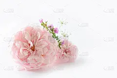 美丽的英国玫瑰花孤立在白色的背景。