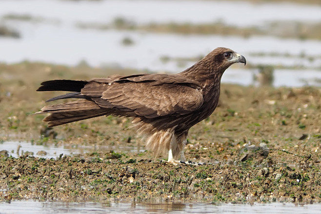 黑鸢学名milvusmigrans鸟类是一种中型猛禽上体暗褐色下体棕褐色均具
