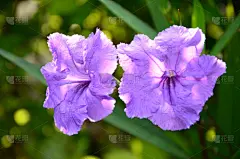 蓝盆花,牵牛花,甘薯,水平画幅,无人,蓝色,白色背景,夏天,背景分离,特写