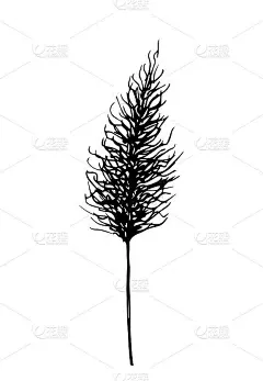 手绘黑白矢量草图。野生草原潘帕斯草，干花，圆锥花序。植物，家居装饰，室内装饰。