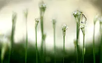 植物桌面壁纸 #采集大赛#