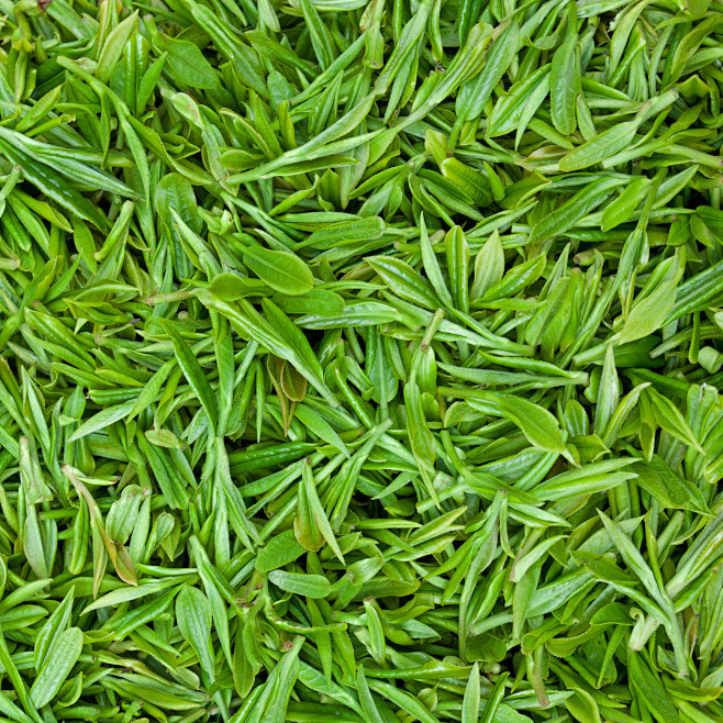 茶叶茶具种植园素材@两秒视觉