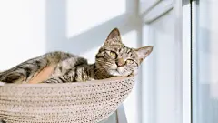 慵懒的小猫咪可爱宠物壁纸