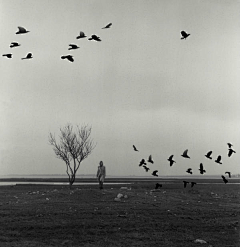 子慕ღ采集到Black-winged