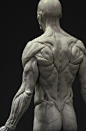 ∕∕ 3dtotal Anatomy︰ male full ecorche figure ∕∕(D3AA9)