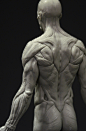 // 3dtotal Anatomy: male full ecorche figure //