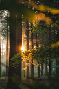 green trees and plants during daytime