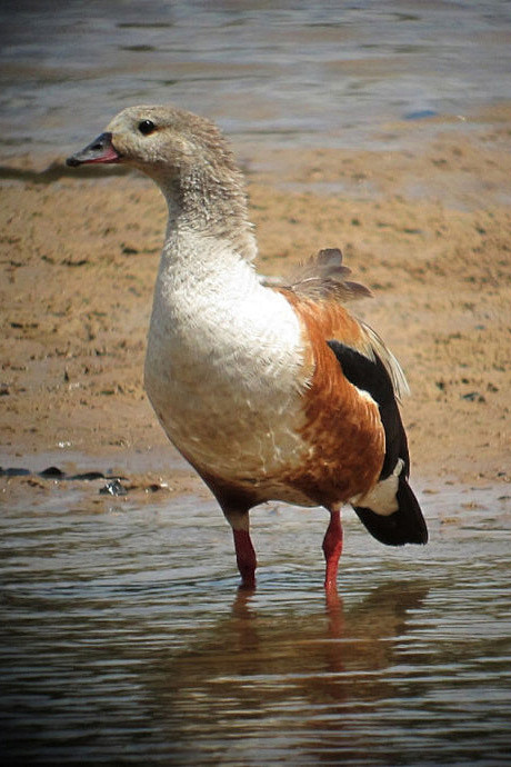 20:36:46雁形目·鸭科·绿翅雁属:绿翅雁飞禽鸟类京田海子a该采集也在