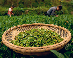 晴·枫采集到茶