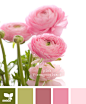 pink ranunculus