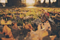 forest meadow leaves autumn