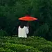 粉墨--尊