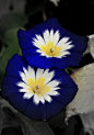 Blue Ensign Morning Glory ~ A beautiful annual that is a prolific bloomer which flowers from early summer through fall.