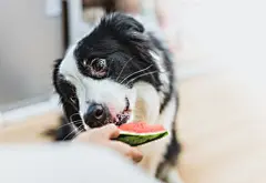 点击来源直接获取大图文件 |cute border collie is eating watermelon