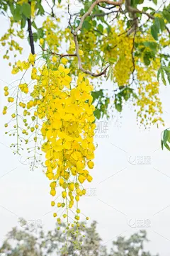 金雨花，黄花决明子，夏日泰国