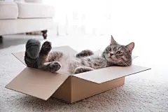 点击来源直接获取大图文件 |Cute grey tabby cat in cardboard box on floor at home