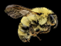 微距镜头下的蜜蜂
