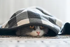 点击来源直接获取大图文件 |British Shorthair cat hiding under the quilt and looking outside