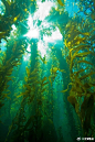 海藻森林 ：是由海藻所构成的海底森林，主要分布于温带到两极地区的岩岸海域。海藻森林主要由海带目的大型褐藻所构成。巨大海藻森林分布于北美太平洋沿岸海域，在涌升流丰富营养盐的滋润下，巨藻可长于60米以上，叶片基部的气囊，使海藻能向海面上延伸，形成巨大海底森林景观。
海藻森林可以影响沿海海 ​​​​...展开全文c