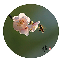 Cken____采集到花卉