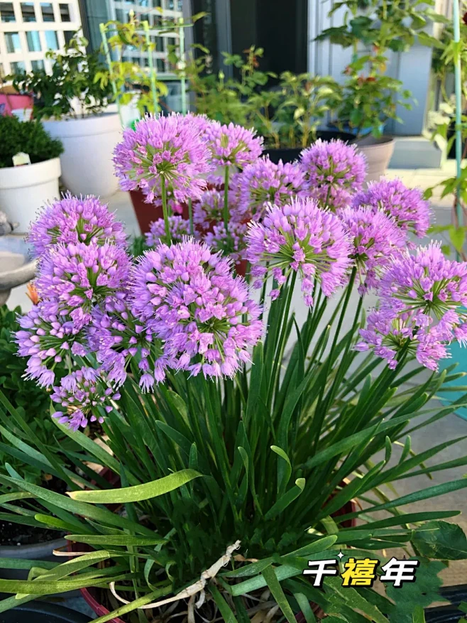 浪群团购 皮实好养植物合集（3）：鼠尾草、大滨菊、粉色美洲茶、北美腹水草、山菅兰、荼蘼、常春藤、日本银莲花、小花葱等15种植物哦-花瓣网