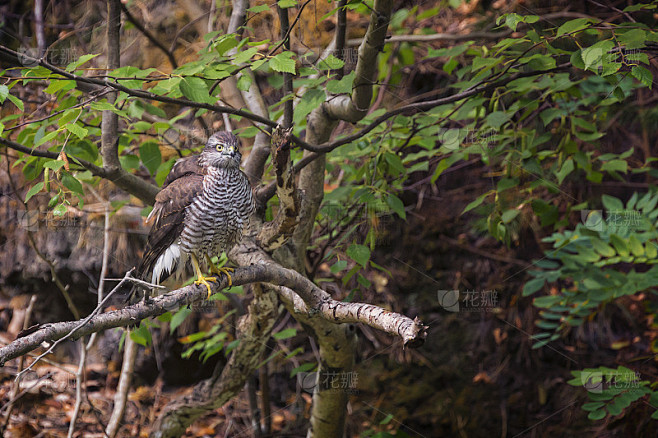 欧亚雀鹰(Accipiter nisus)，也被称为北方雀鹰或仅仅是栖息在河上的树枝上的雀鹰。