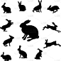 兔子,分离着色,可爱的,复活节,野生动物,哺乳纲,布置,剪影,跑