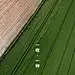 芒种