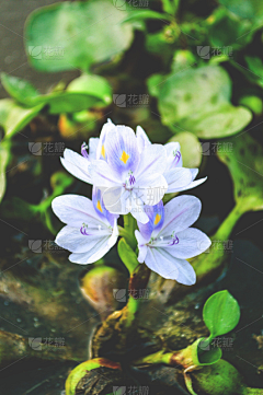 菲猪君采集到花