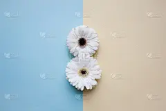 全球通讯,白昼,背景,妇女问题,美,贺卡,灵感,边框,水平画幅,形状