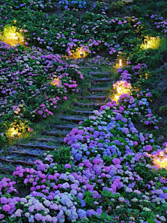 弥山有鹿采集到花海/草海/农田