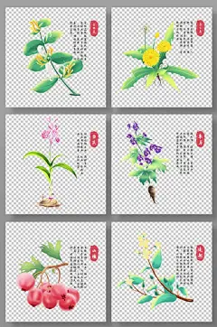 经典金银花蒲公英草乌山楂连翘中医药材元素插画