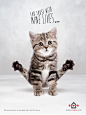 Evdefitness宠物猫举重平衡平面广告封面大图