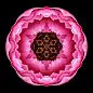 Fifty-Two Flower Mandalas : A book-length collection of mandala images created from flower photos matched with meditative quotes and short essays. Like Carl Jung, I see mandalas as a pathway to the essential Self and use them as a means to personal transf