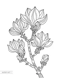 图源免费EPS |孤立的玉兰花枝。矢量手绘作品。禅绕画。成人着色书页。黑白。复古风格。壁纸、印刷品、海报