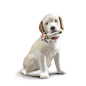 Lladro Dog Figurine | This Bouquet is For You Porcelain Gift